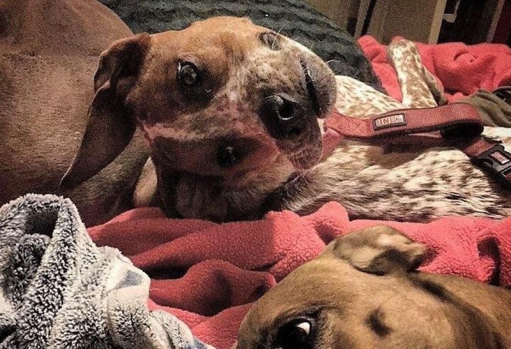 Ecco la foto del cane che nessuno riesce a decifrare