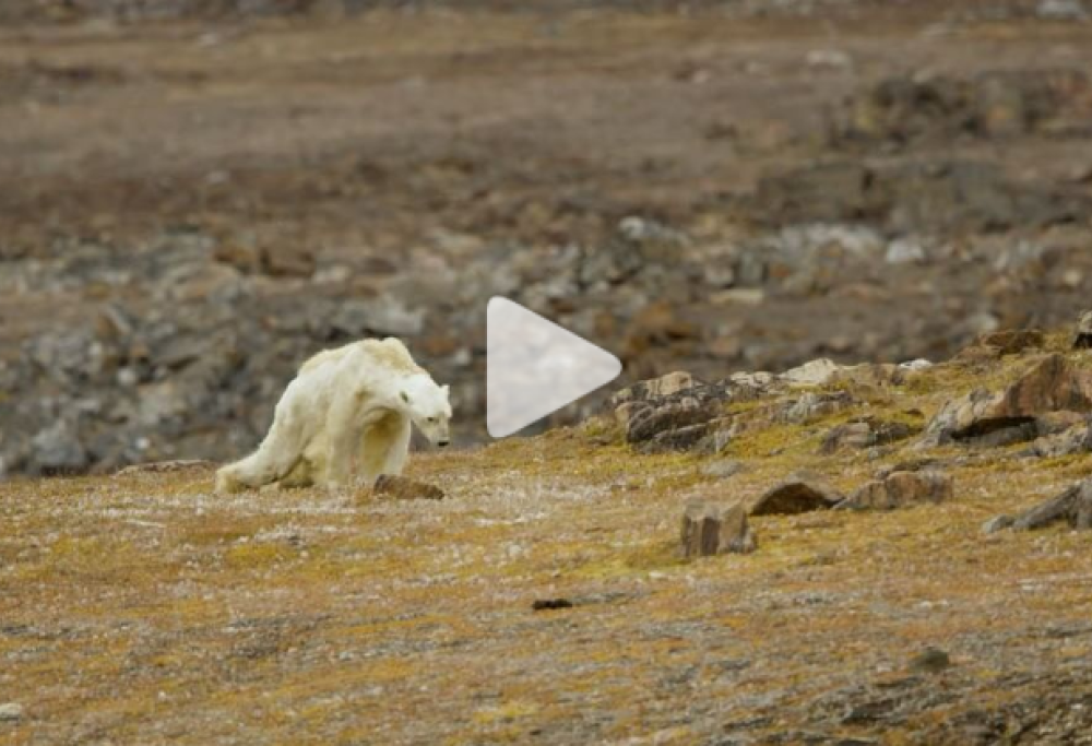 Il video straziante dell’orso polare che sta morendo di fame