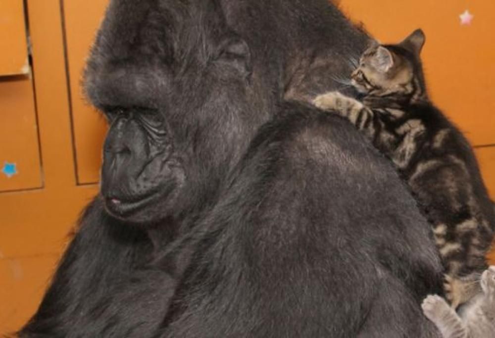 Ecco Koko, la gorilla che riceve un regalo molto speciale e reagisce così…