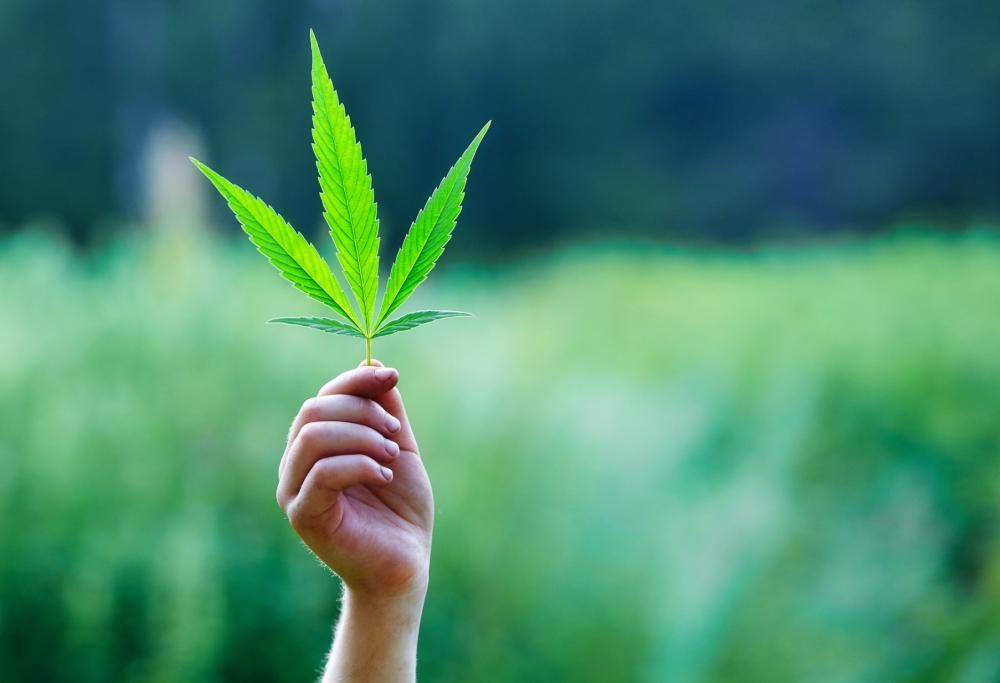 Oggi, 20 aprile, è la Giornata della Cannabis!