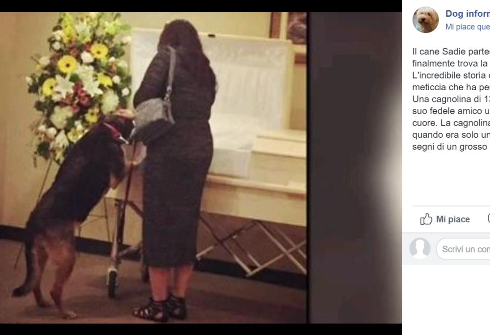 Il commovente saluto del cane al funerale del suo amato padrone