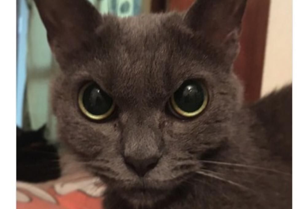 Vi presentiamo Shamo, il gatto più arrabbiato del mondo!