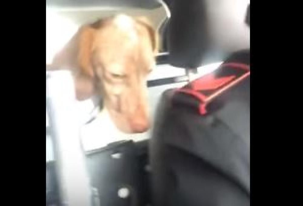Carabinieri “arrestano” un cane: ecco il video esilarante dello spacciatore di crocchette