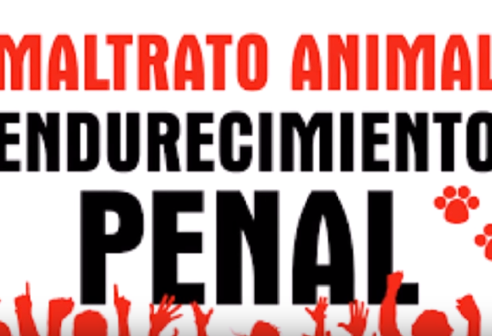 Uccide il gatto in lavatrice e pubblica il video su Instagram