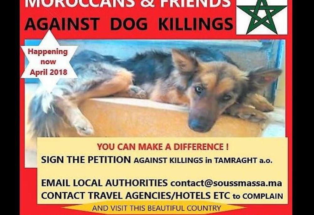 Strage di cani randagi in vista dei Mondiali: accade in Marocco