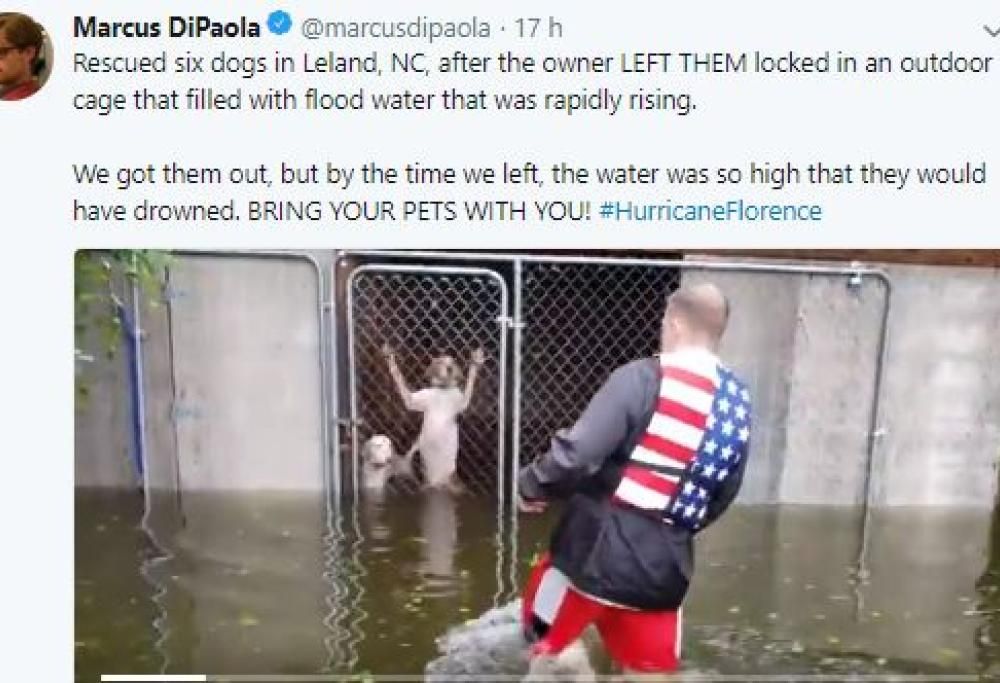 Reporter salva 6 cani dall’uragano Florence: ecco il video
