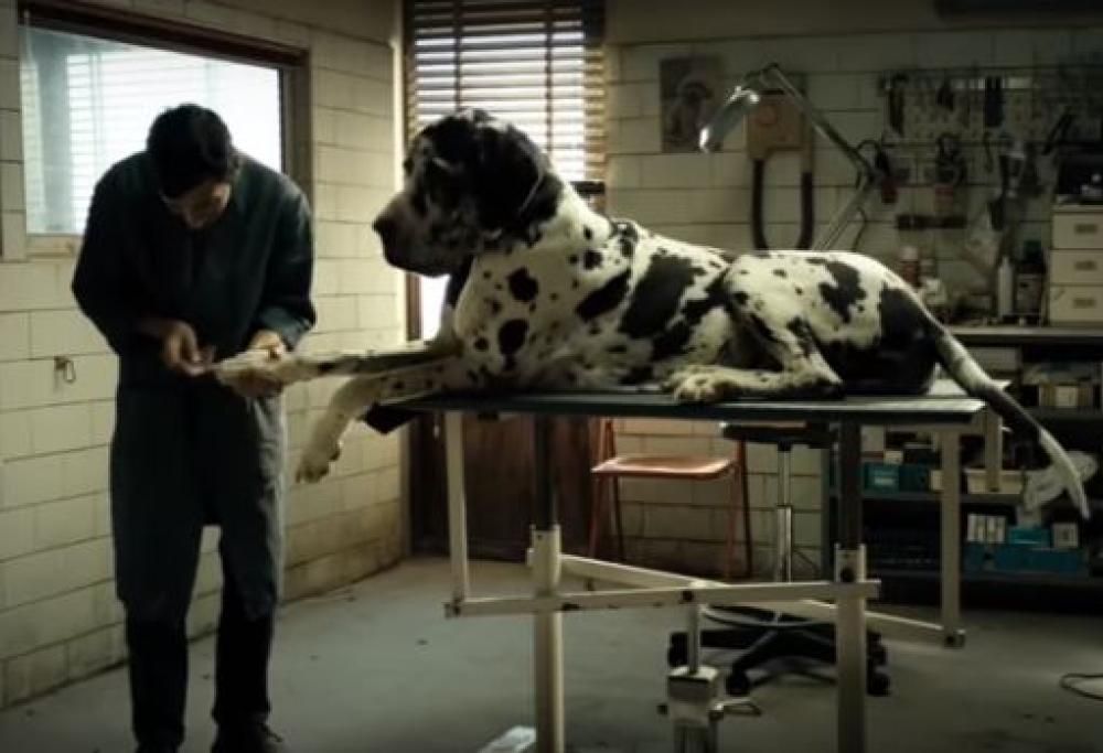 È ‘Dogman’ il film italiano candidato agli Oscar 2019