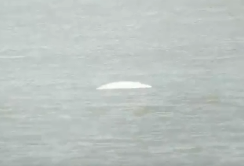 Una balena bianca “confusa” avvistata nel Tamigi