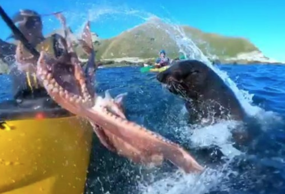 Una foca prende a schiaffi un uomo con un polpo: il video esilarante