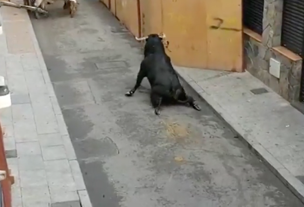 Toro con le zampe spezzate agonizzante per strada: la denuncia del partito animalista spagnolo