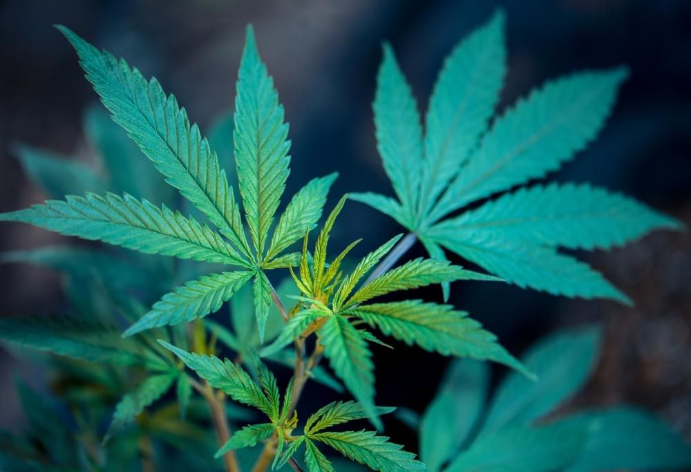 Arriva il sì per la cannabis light: salvati circa 2mila posti di lavoro