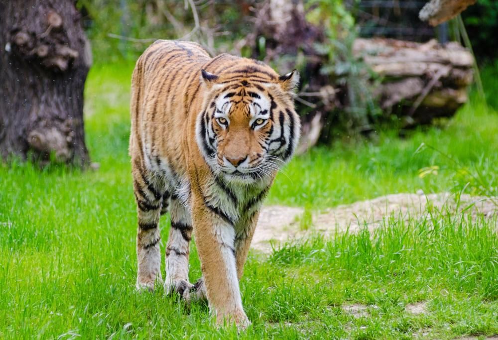 Donna azzannata a morte da una tigre allo zoo di Zurigo