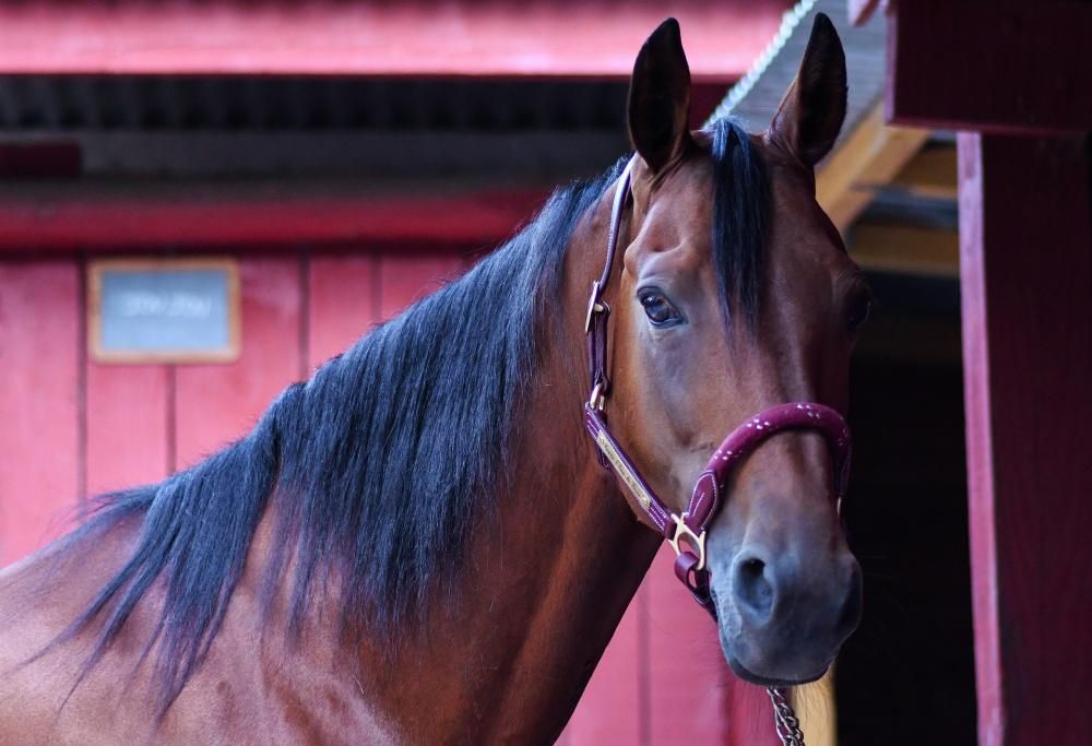 Ivrea, ubriaco a cavallo: sospesa la patente