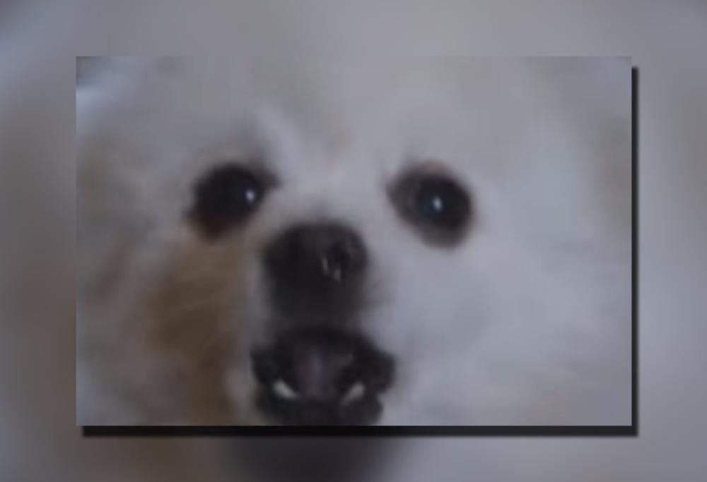 NUMB DEI LINKIN PARK CANTATA DA CANI… SUL SERIO! (animal cover)