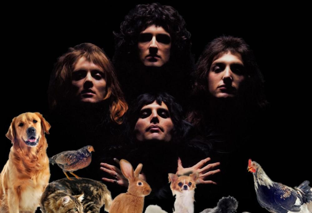 E SE GLI ANIMALI CANTASSERO WE WILL ROCK YOU? (VIDEO IGNORANTE)