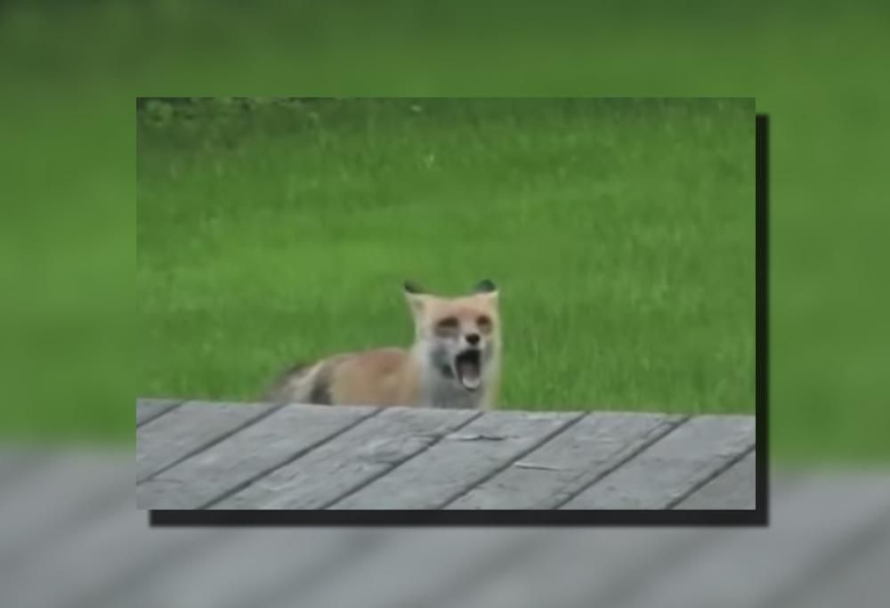 E SE GLI ANIMALI CANTASSERO SEVEN NATION ARMY DEI WHITE STRIPES? (VIDEO IGNORANTE)