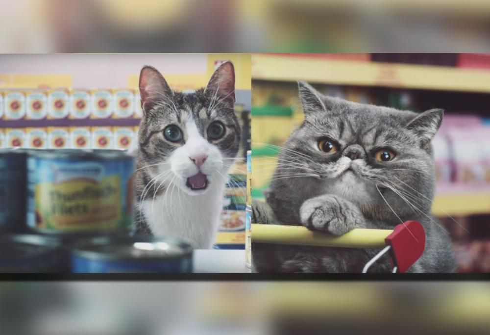 NETTO KATZEN: LO SPOT VIRALE CHE PRENDE IN GIRO IL VIRALE (VIDEO CON GATTINI PUCCETTINI)