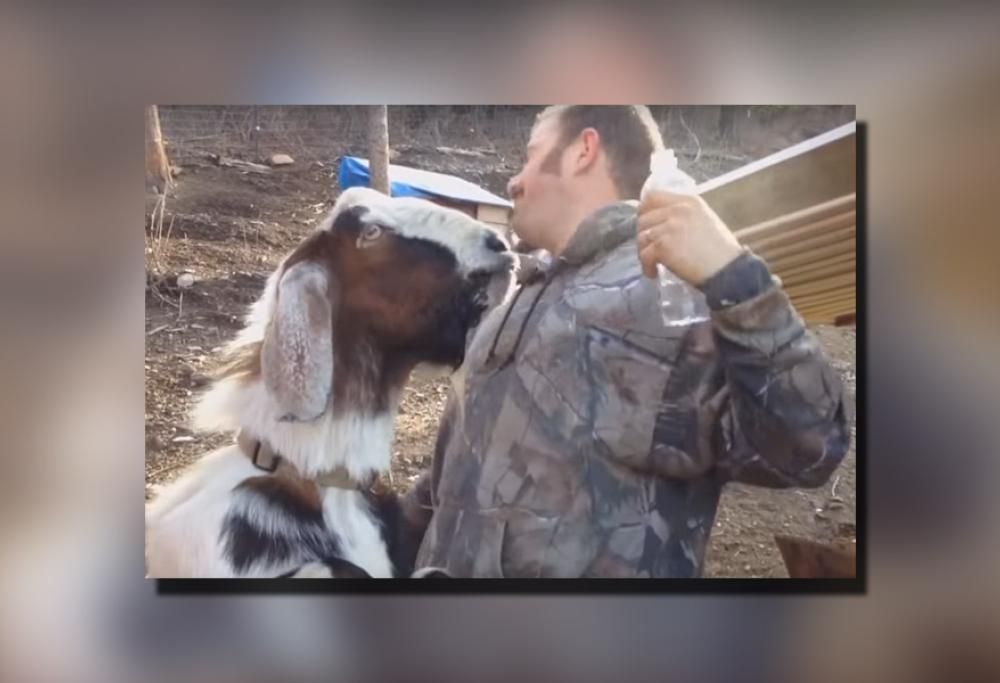 E SE GLI ANIMALI CANTASSERO LA SIGLA DI GAME OF THRONES? (VIDEO IGNORANTE)