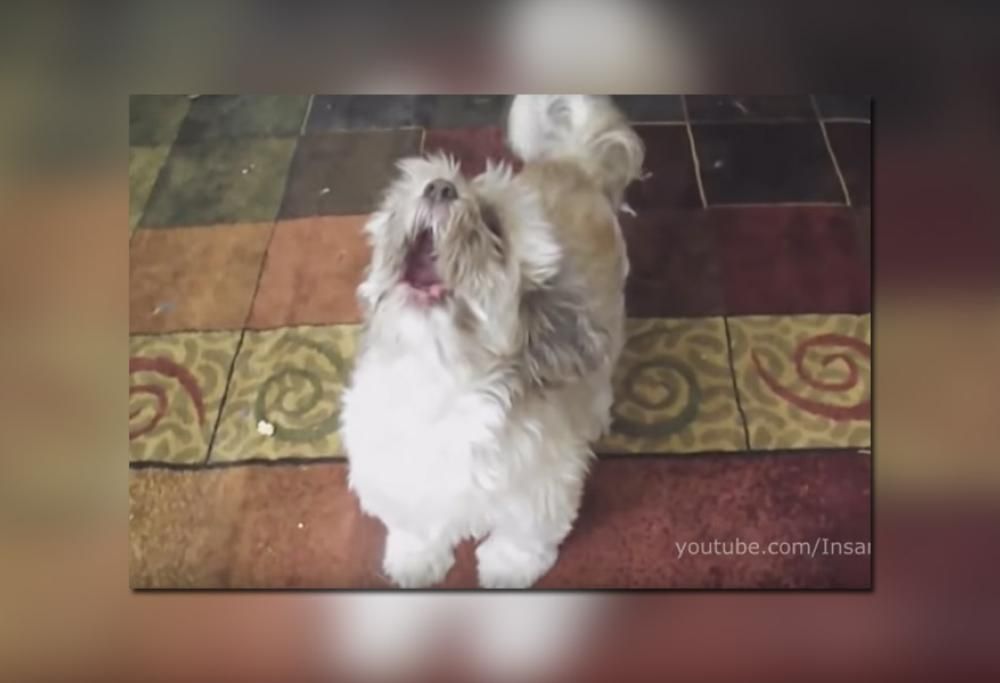 E SE GLI ANIMALI CANTASSERO CHOP SUEY DEI SYSTEM OF A DOWN? (VIDEO IGNORANTISSIMO)