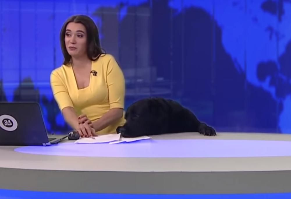 GIORNALISTA INTERROTTA DA UN CANE DURANTE IL TG!