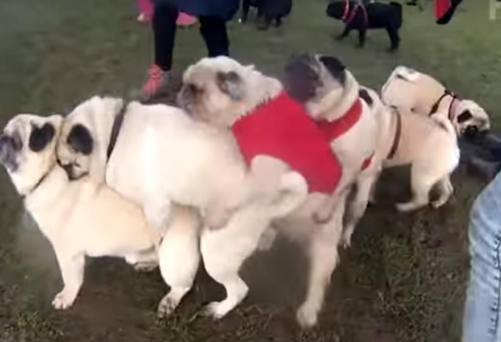 La Compilation 2015 dei video più assurdi sugli animali!