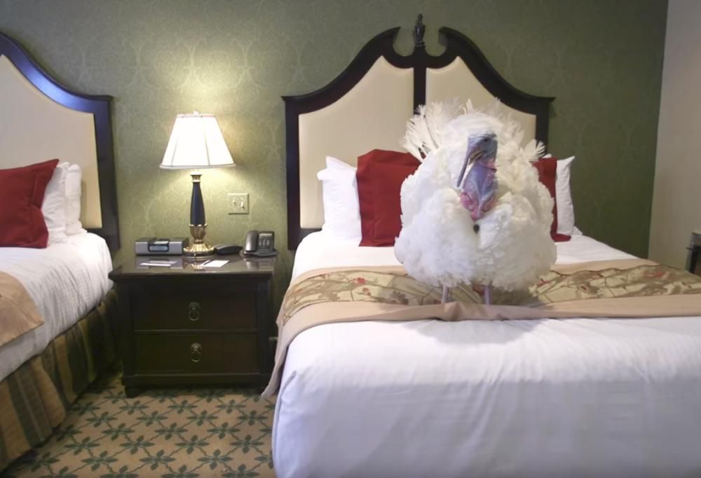 ECCO IL VIDEO DEI TACCHINI GRAZIATI DA TRUMP PER IL THANKSGIVING CHE HANNO PASSATO LA NOTTE IN HOTEL