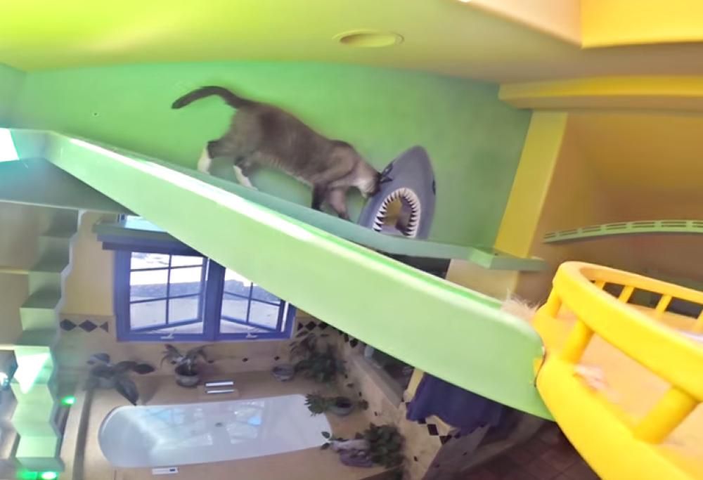 La casa/giochi costruita appositamente per 15 gatti