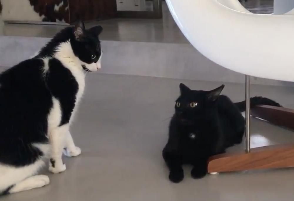 Parker bastona Lucky il nuovo arrivato!