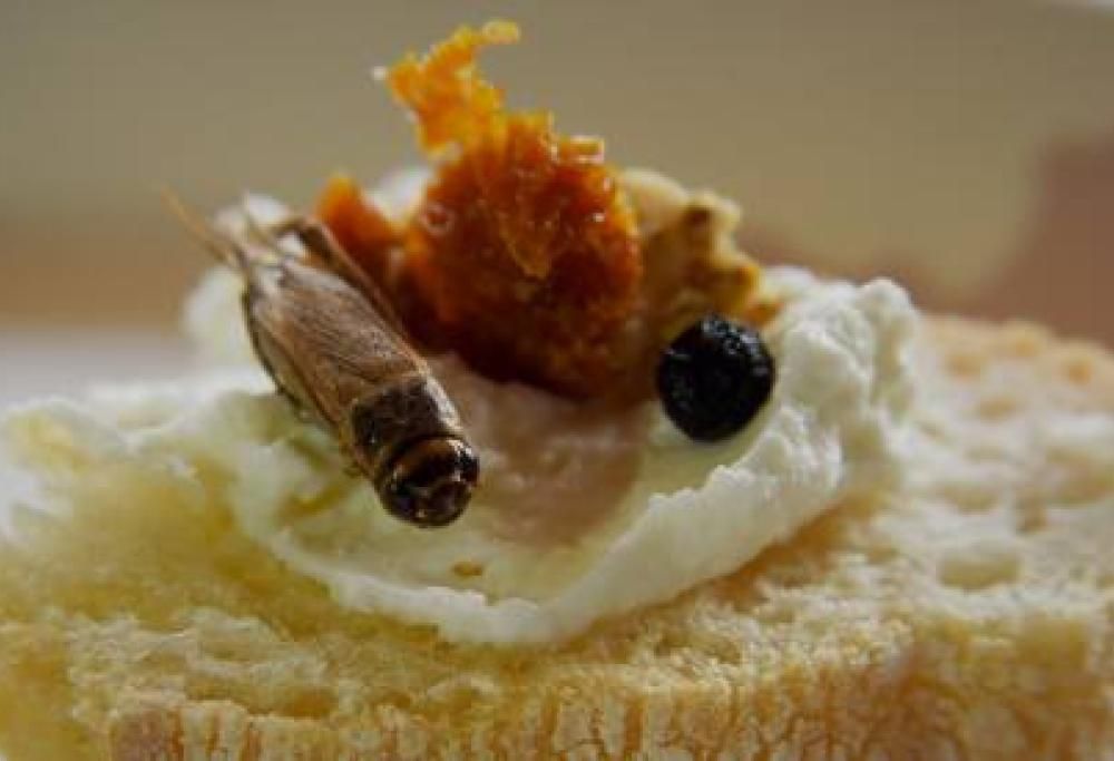 Insetti e alghe in tavola, via libera da Strasburgo