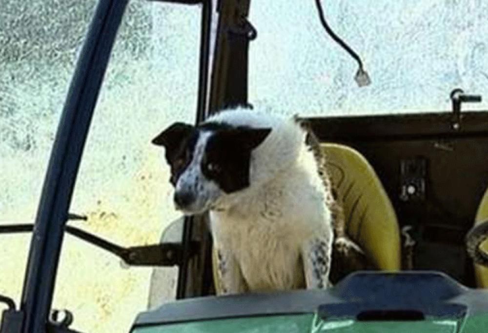 Caos nel traffico: un cane guida un trattore