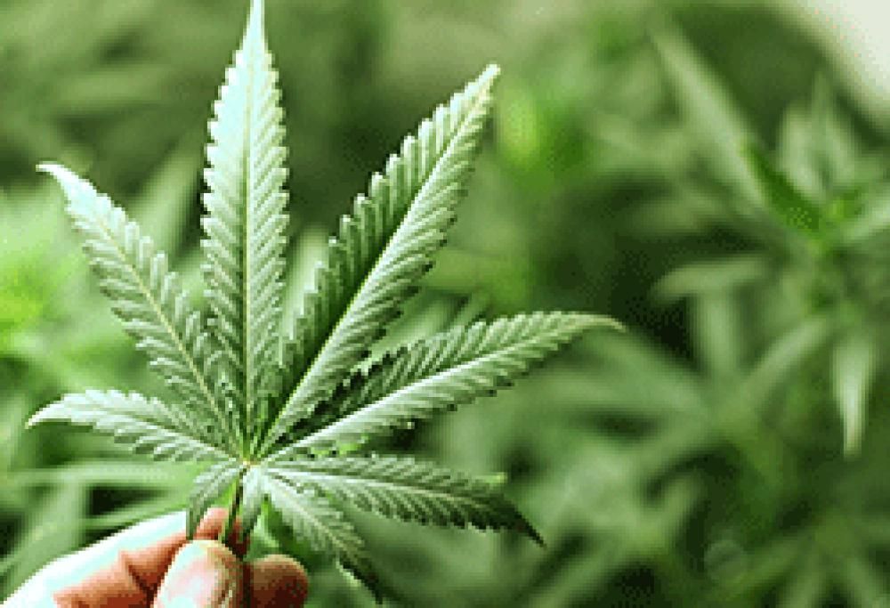 Una botola segreta nascondeva una serra di marijuana!