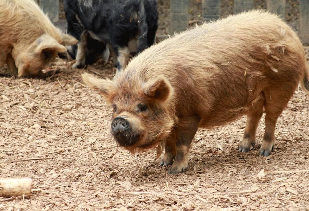 Un maiale blocca il traffico e tenta di violentare una automobilista