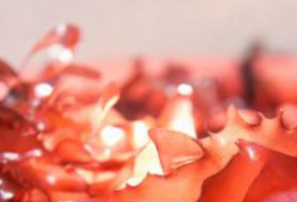 Ricercatori scoprono alghe che sanno di pancetta