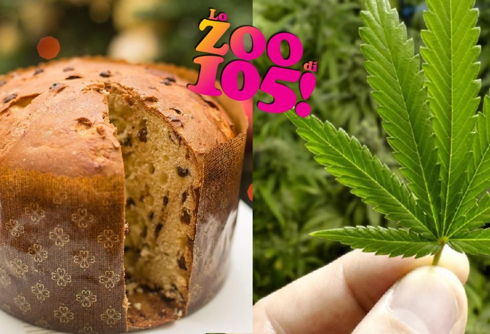 A Milano arriva il Panettone alla Cannabis, il NATALE stupefacente!