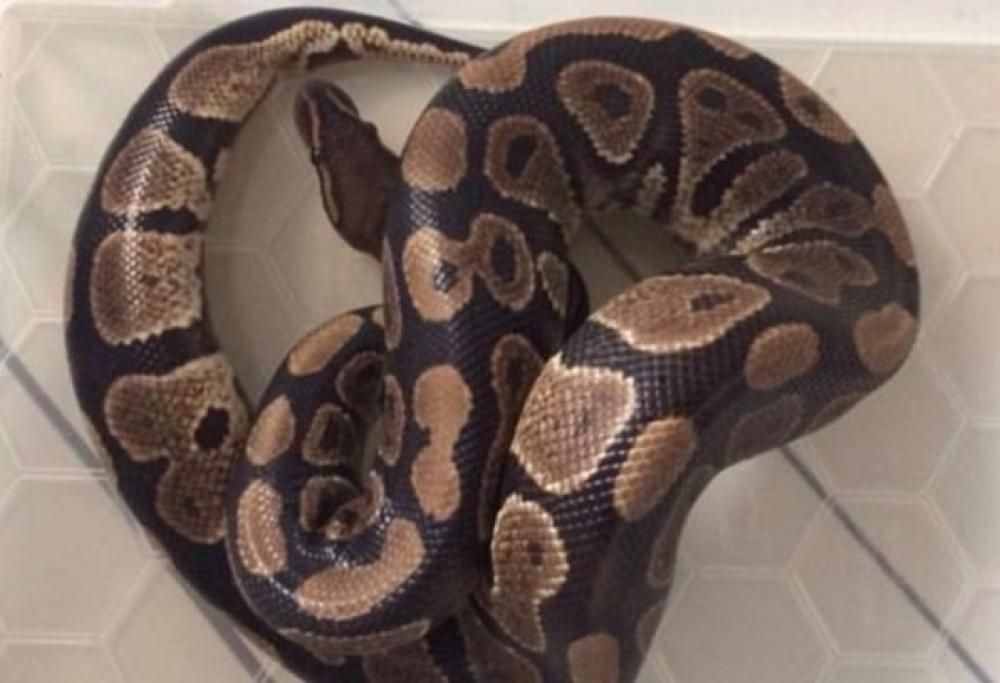 BIMBO DI 5 ANNI SI SIEDE SUL WC E SPUNTA UN PITONE LUNGO UN METRO