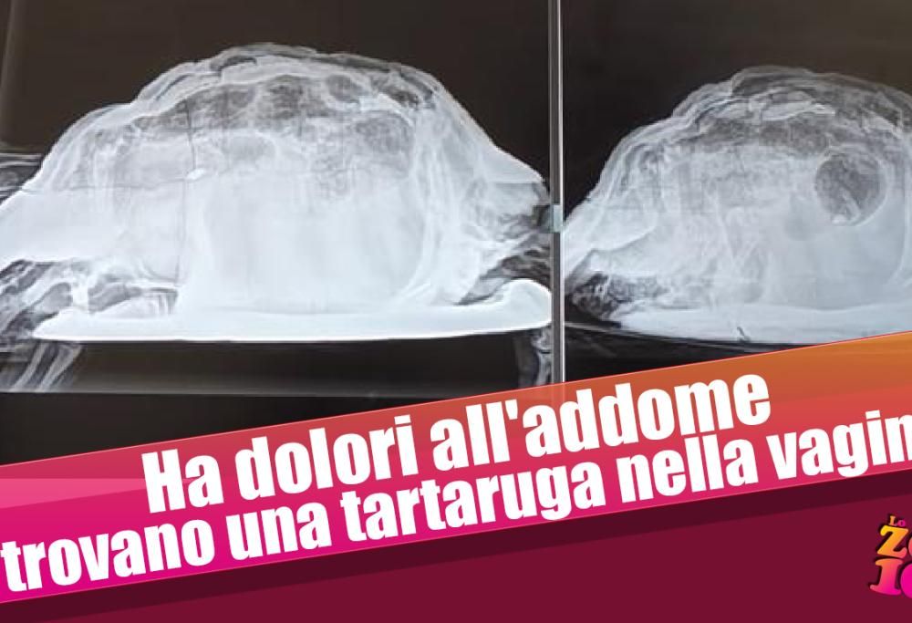 Ha dolori all’addome, le trovano una tartaruga nella vagina!