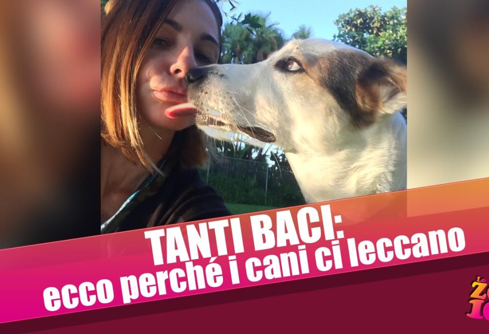Tanti baci: ecco perché i cani ci leccano