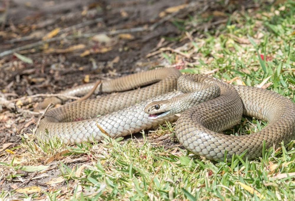 Zoo permette di dare il nome di un ex a un serpente!