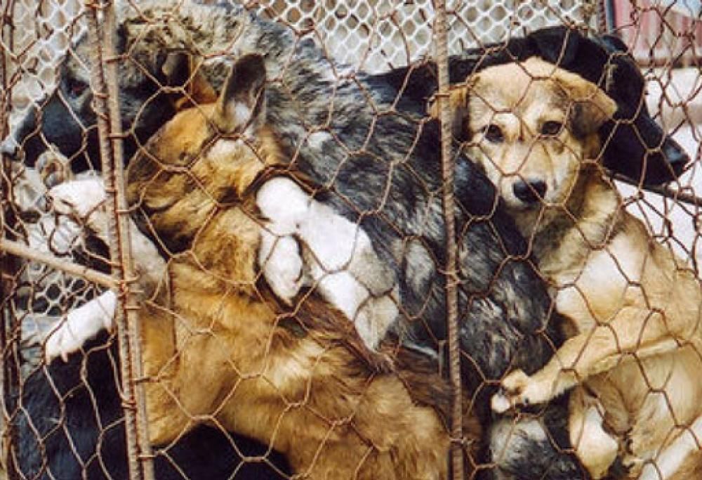 Festival di Yulin, atrocità senza fine