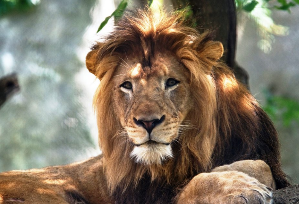 Shock allo zoo di Indianapolis: il leone Nyack ucciso dalla leonessa