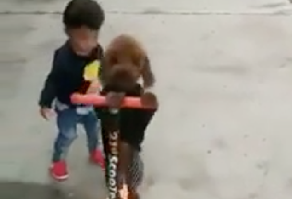 Il bimbo si distrae e il cane gli ruba il monopattino, guarda il video