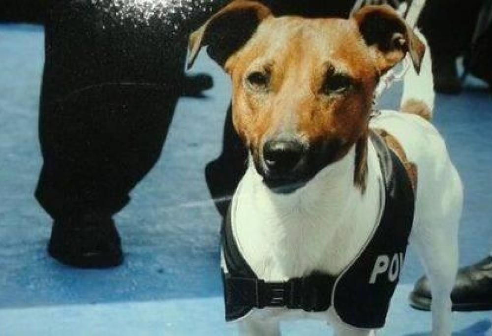 Pocho, il cane antidroga che la camorra vuole uccidere