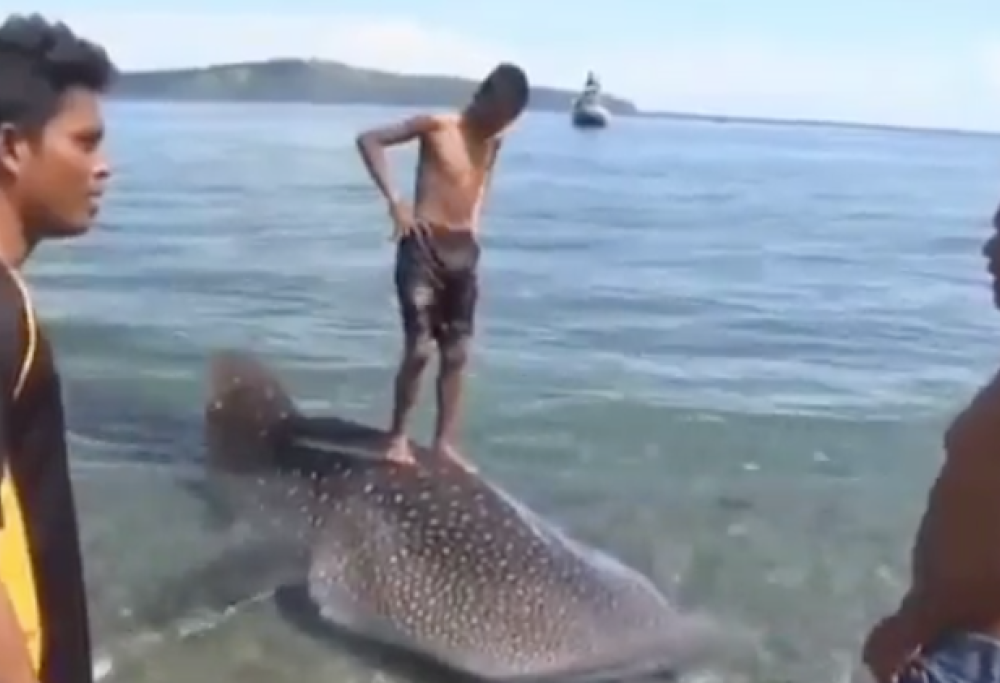 Usano un cucciolo di squalo come tavola da surf: le immagini shock