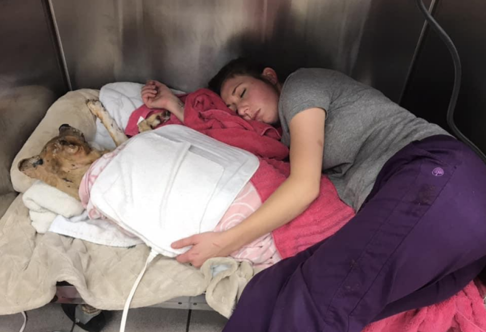 Il cane rimane ustionato e cieco da un incendio, la veterinaria gli resta accanto durante la notte: la foto dolcissima