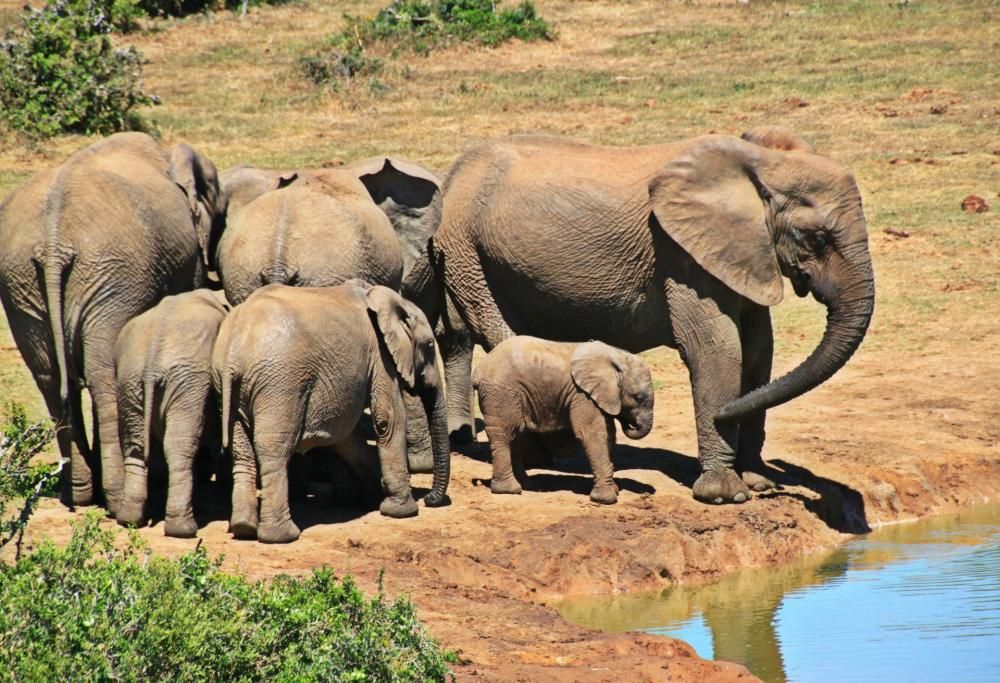 Gli elefanti stanno nascendo senza zanne: la natura si difende così dai cacciatori di avorio