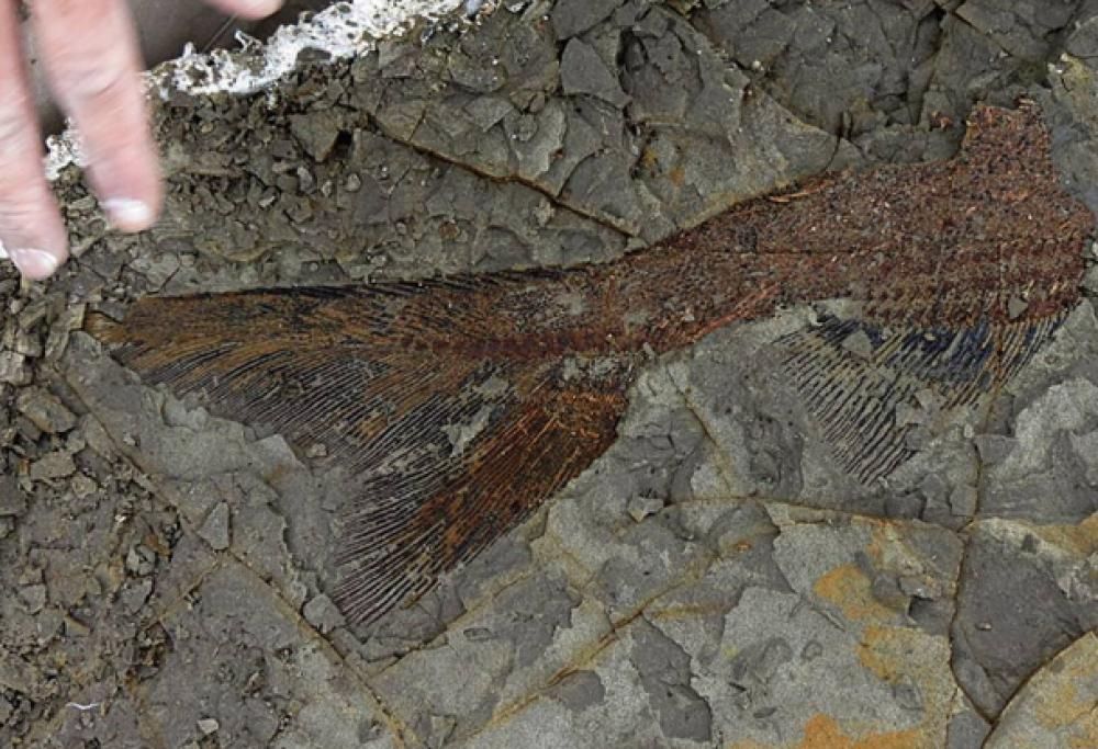 Ritrovato un cimitero di massa dei dinosauri che svela la catastrofe