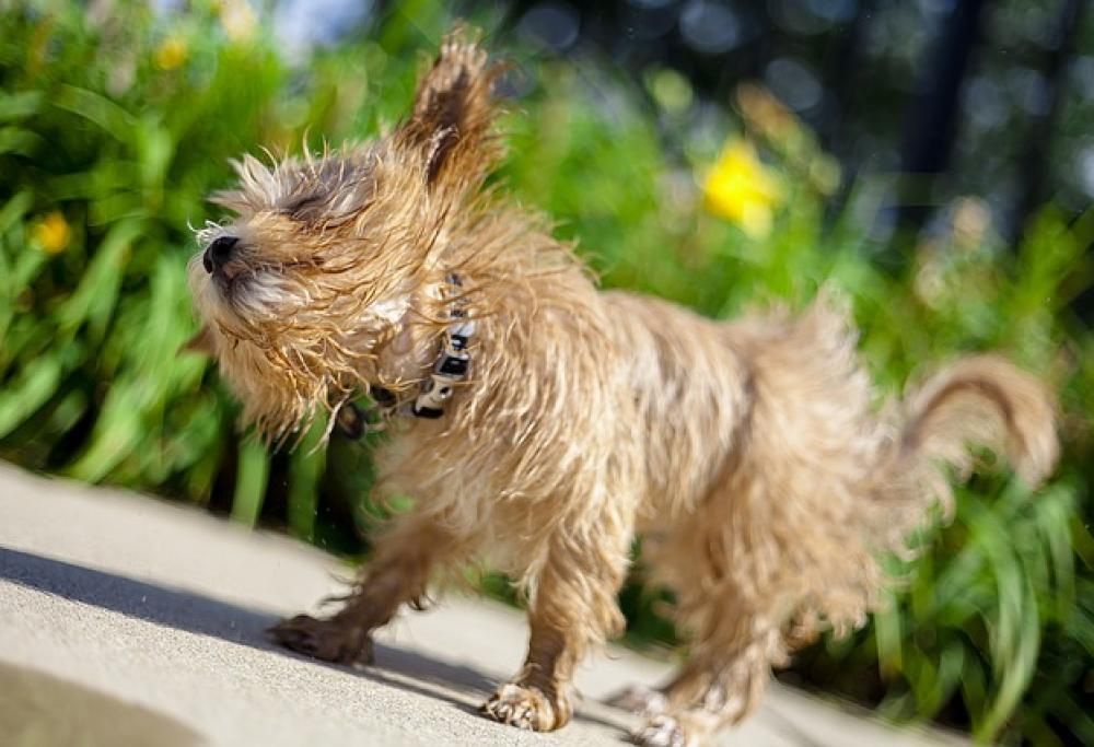 Perché il cane si scrolla anche da asciutto?