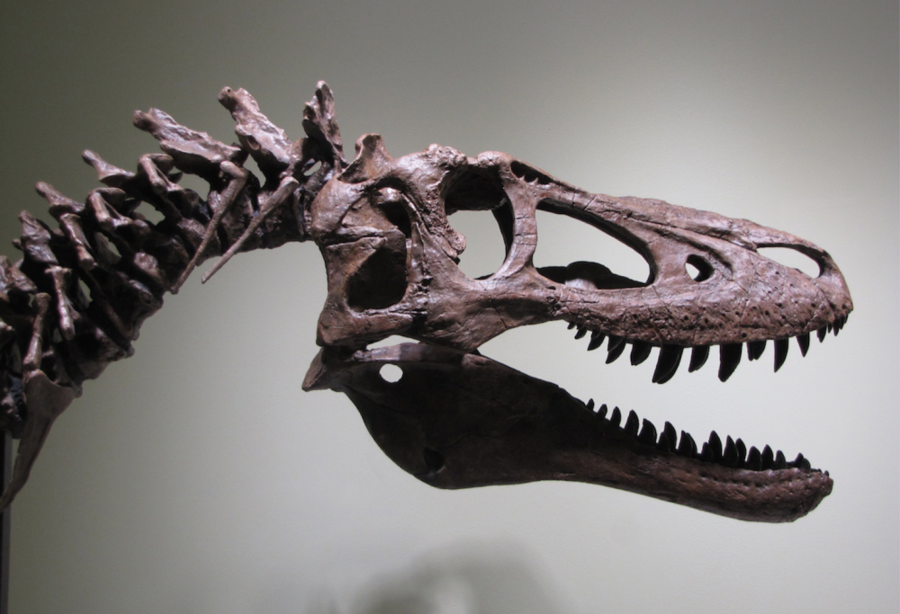 Baby T-Rex all’asta su eBay: gli scienziati protestano