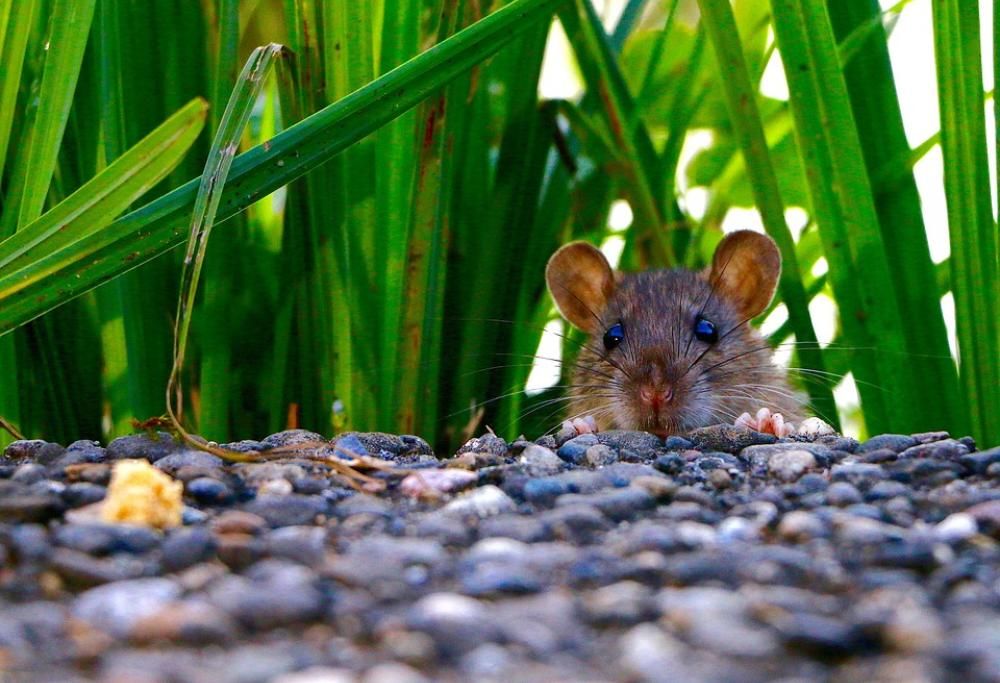 Sparisce mezza tonnellata di marijuana e la polizia incolpa i topi!
