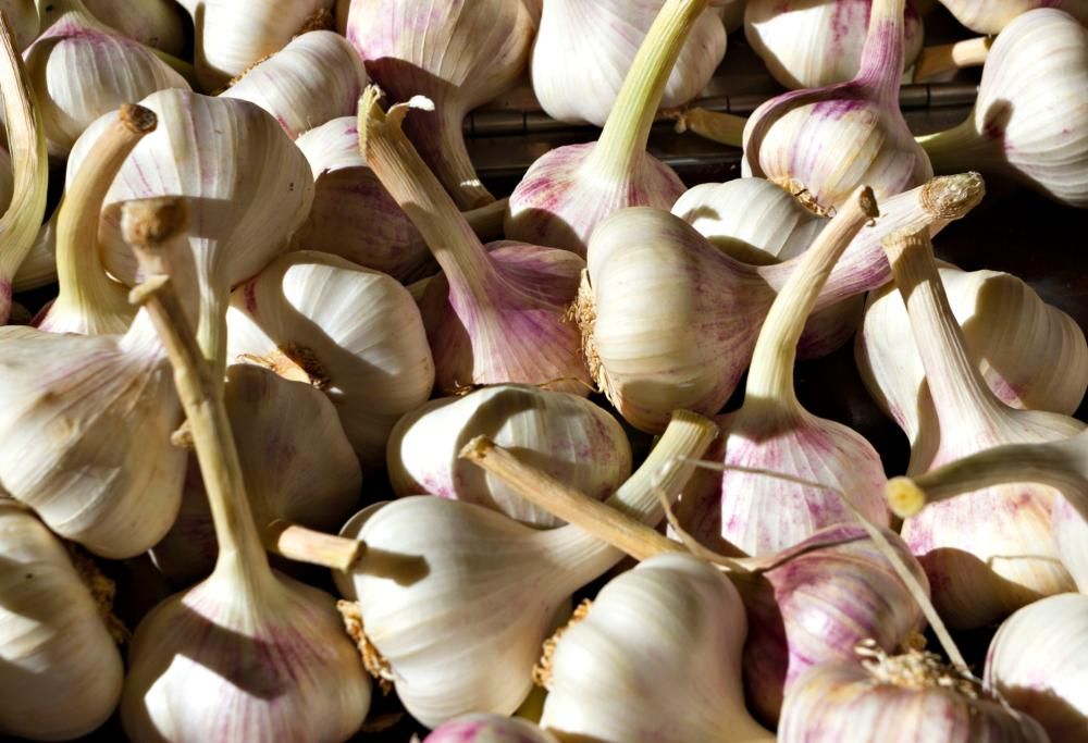 Ginecologo avverte le donne di non mettere l’aglio nelle loro vagine!